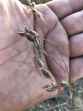 Plancia ëd Vaseyochloa multinervosa (Vasey) Hitchc.