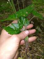 Image of heartleaf foamflower