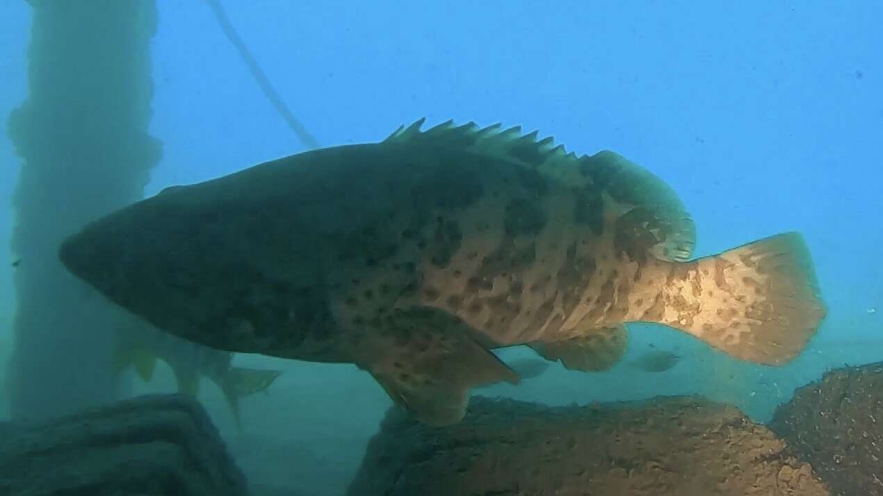 Image of Estuary Cod