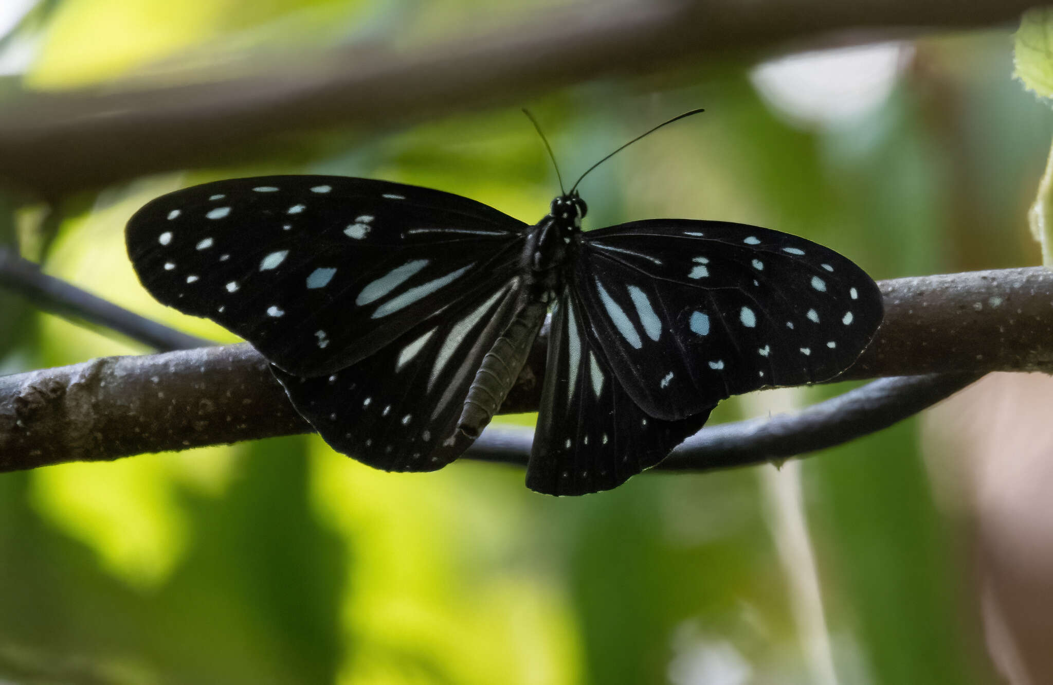 Image of Ideopsis juventa curtisi (Moore 1883)