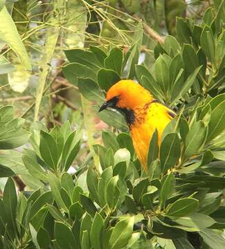 Image of Spot-breasted Oriole