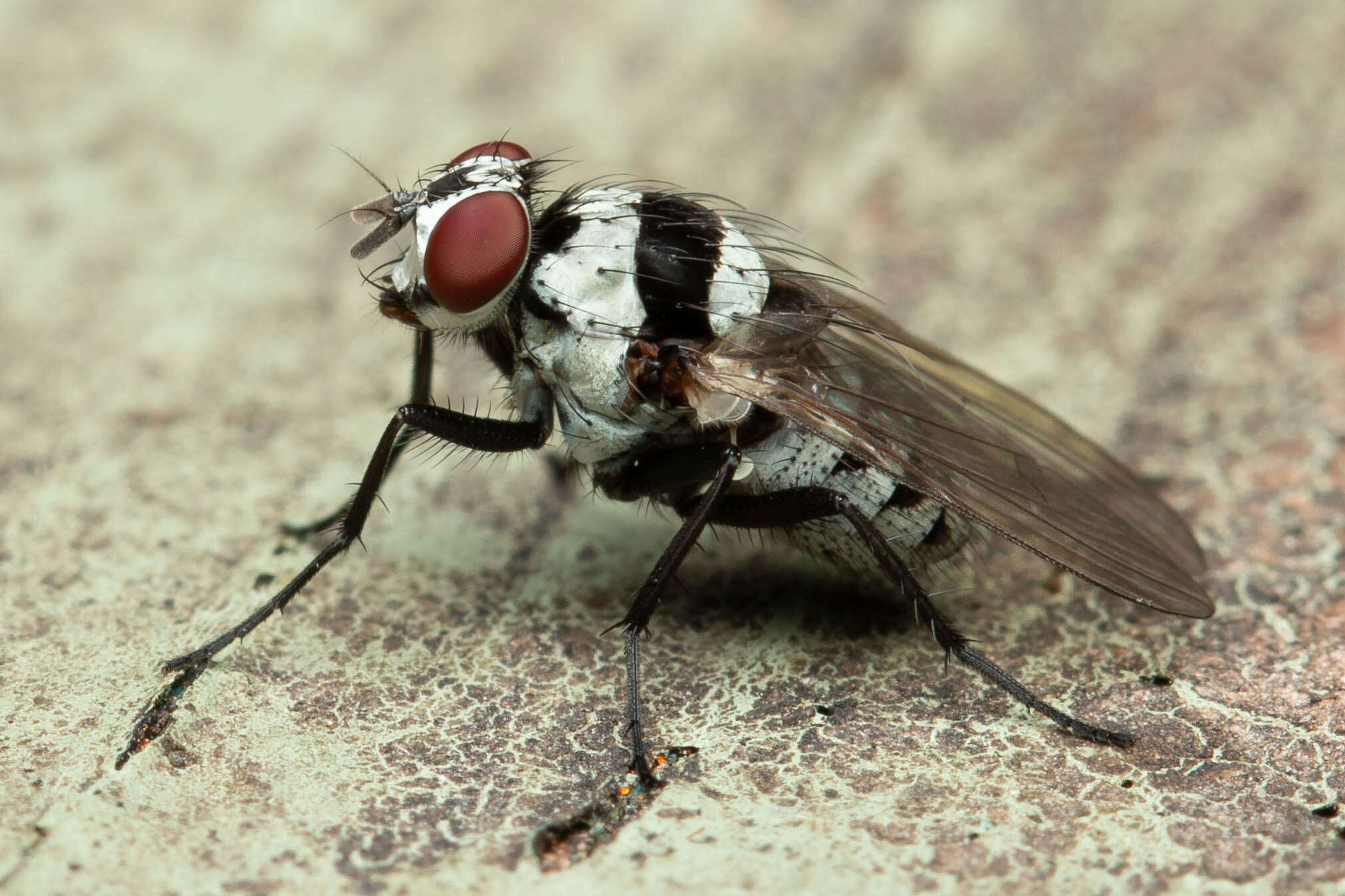 Image of Anthomyia medialis Colless 1982