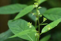 Image de Circaea mollis Sieb. & Zucc.