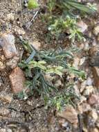 Image of sagebrush combseed