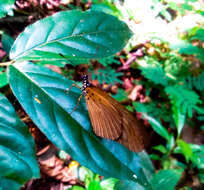 Image of Acraea lycoa Godart 1819