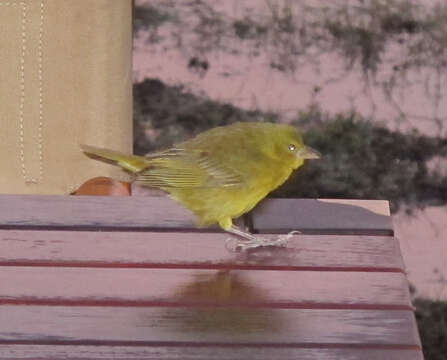 Image of African Golden Weaver