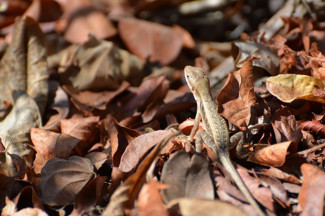 Imagem de Sceloporus carinatus Smith 1936