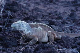 Image of Santa Fe Land Iguana