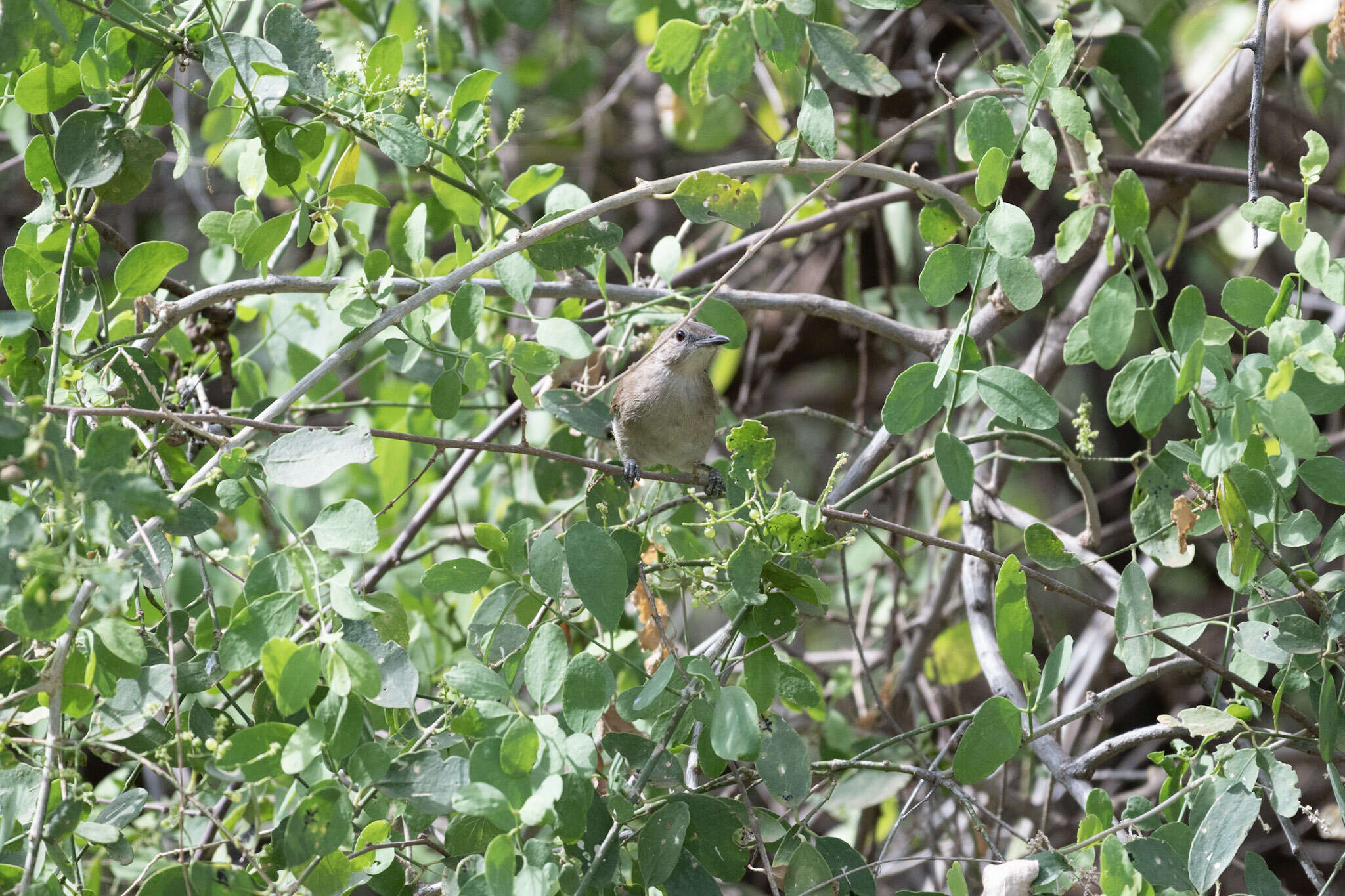 Image of Northern Brownbul