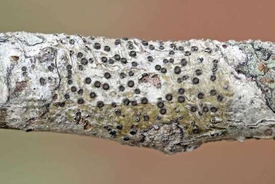 Image of gyrostomum lichen