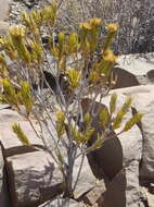 Image of Pteronia fasciculata L. fil.