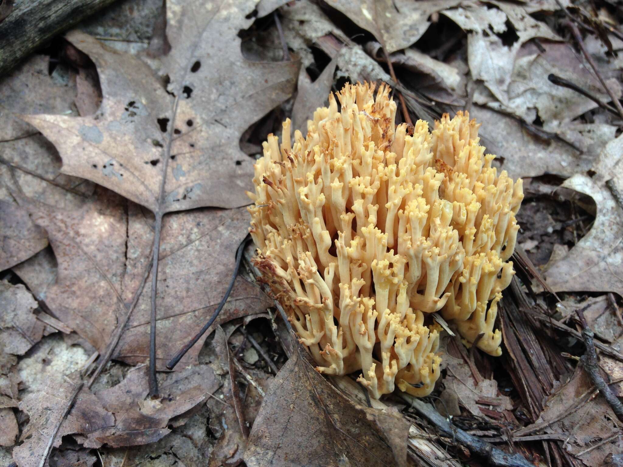 Phaeoclavulina myceliosa resmi