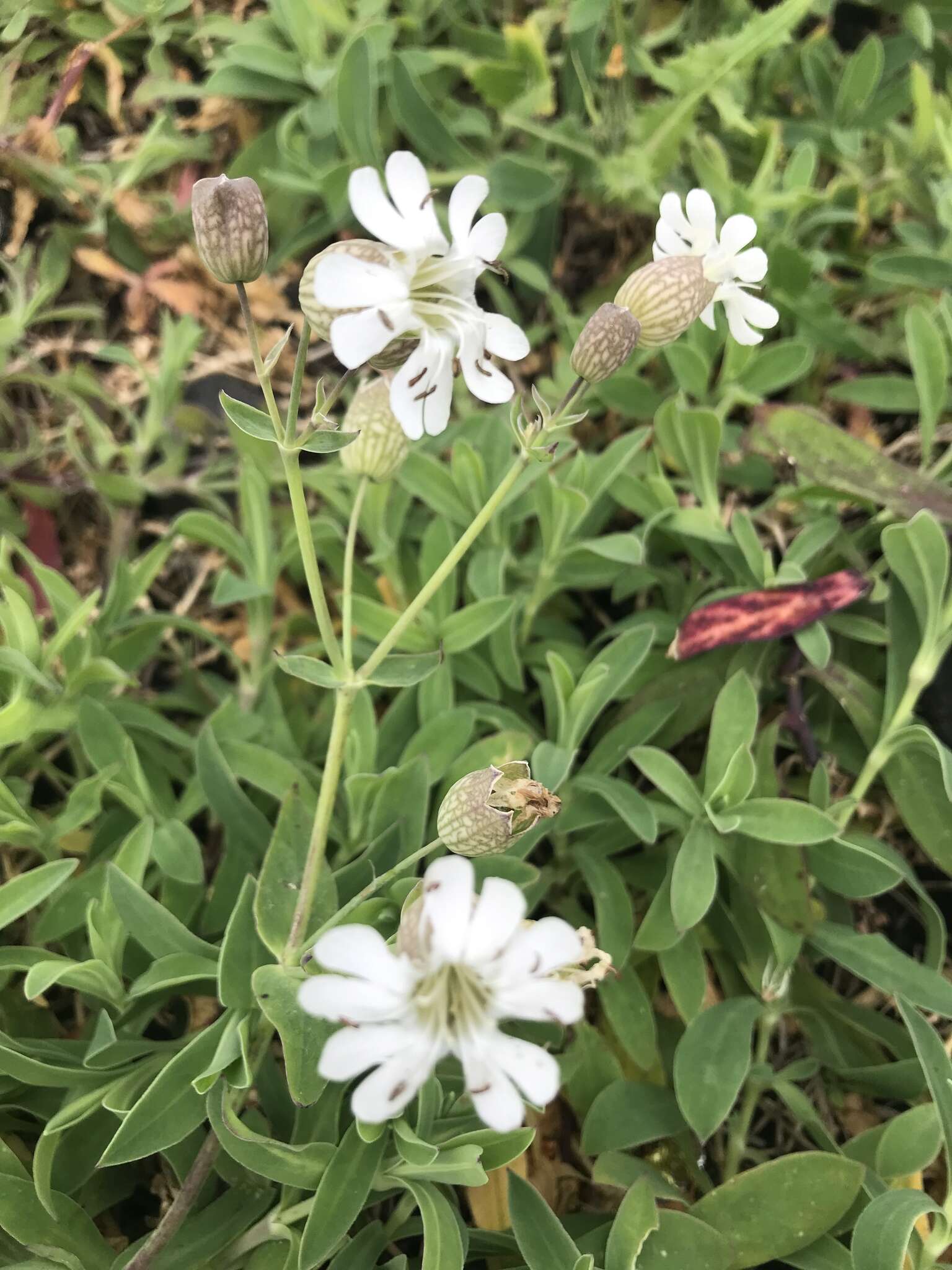 Image of Silene uniflora subsp. uniflora