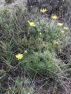 Image de Coreopsis maritima (Nutt.) Hook. fil.