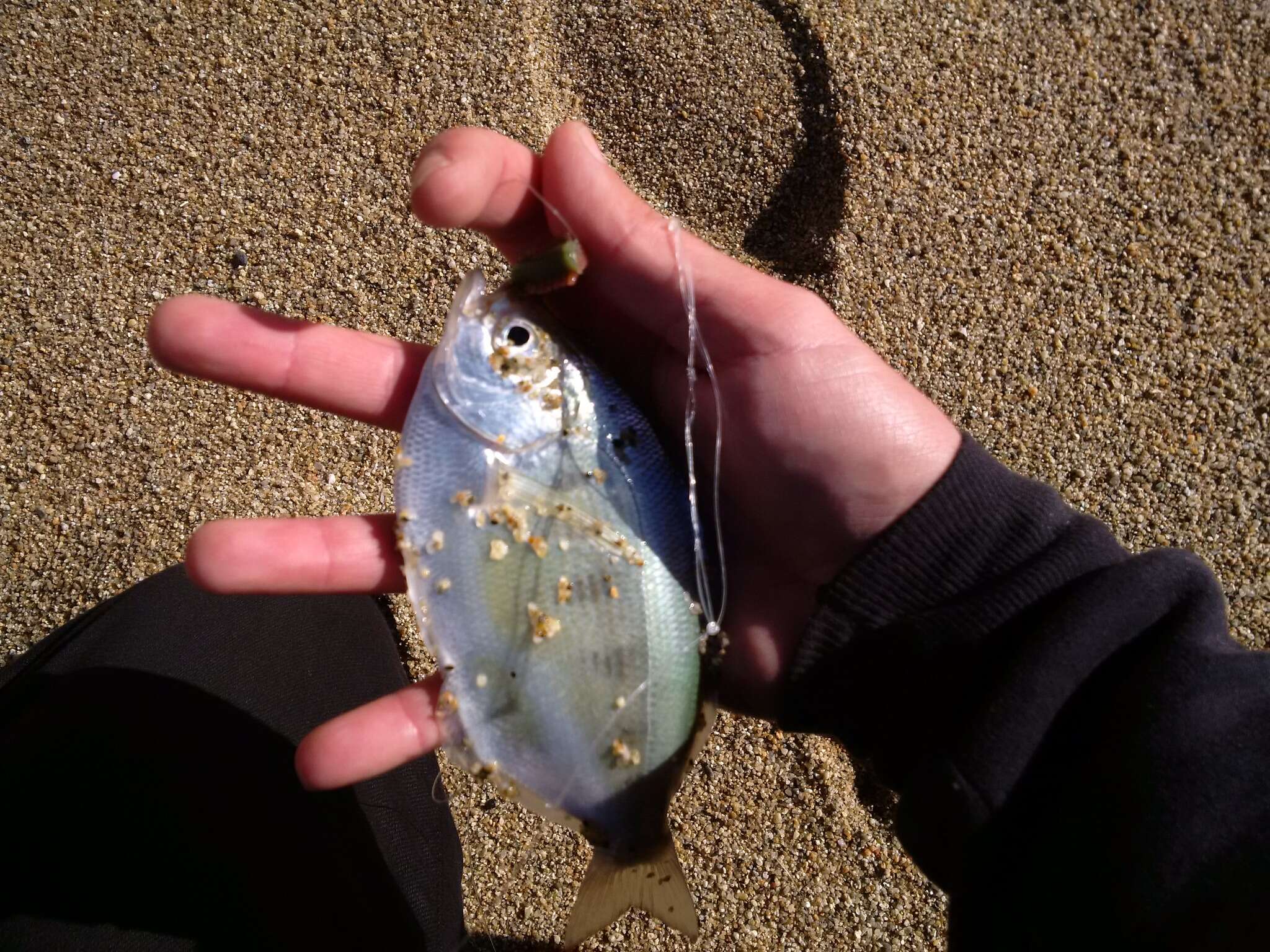 Image of Silver surfperch