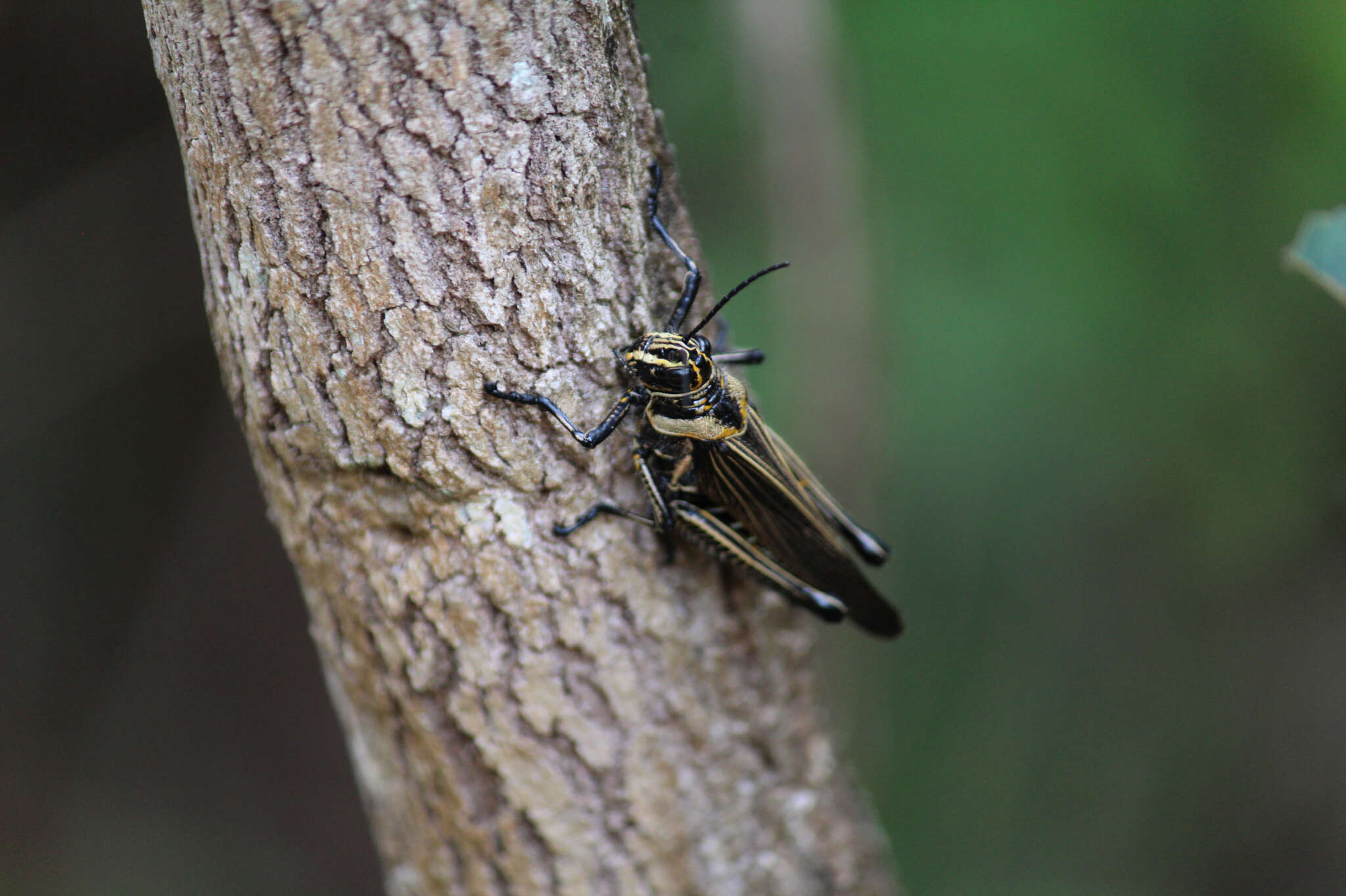 Image de Chromacris nuptialis (Gerstaecker 1873)