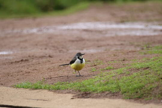 Image of Madagascan Wagtail