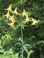 Lilium canadense L. resmi