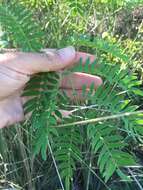 Image of Albizia inundata (Mart.) Barneby & J. W. Grimes