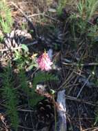 Image de Trifolium kingii subsp. productum (Greene) D. Heller