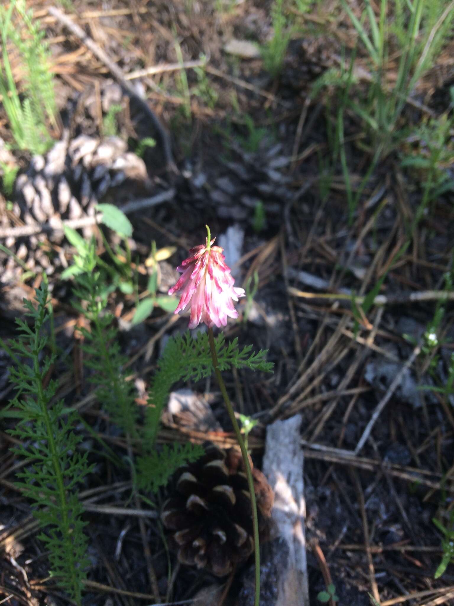 Image de Trifolium kingii subsp. productum (Greene) D. Heller