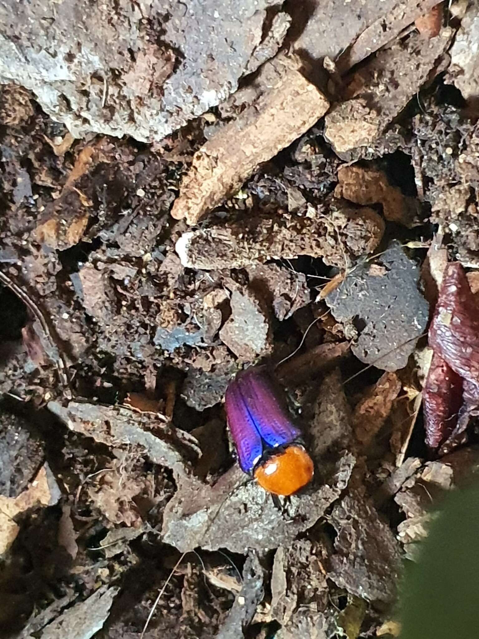 Sivun Leucocelis amethystina (MacLeay 1838) kuva