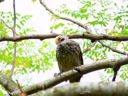 Image of Straw-crowned Bulbul