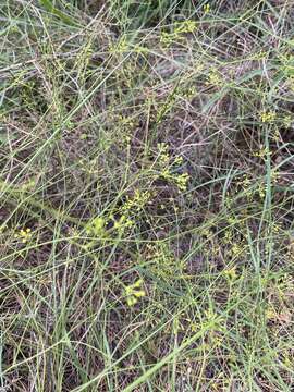 Image of Bupleurum rigidum subsp. paniculatum (Brot.) H. Wolff