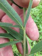 Imagem de Desmodium sessilifolium Torr. & A. Gray