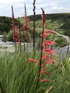 Imagem de Watsonia latifolia N. E. Br. ex Oberm.