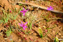 Image of Hesperantha oligantha (Diels) Goldblatt