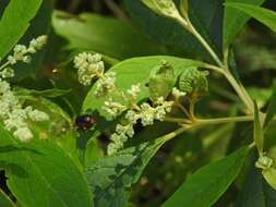 Слика од Buddleja americana L.