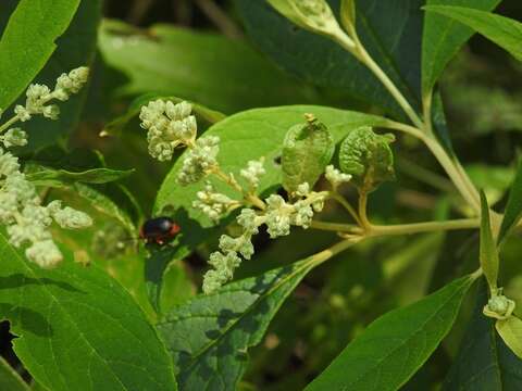 Image of Buddleja americana L.