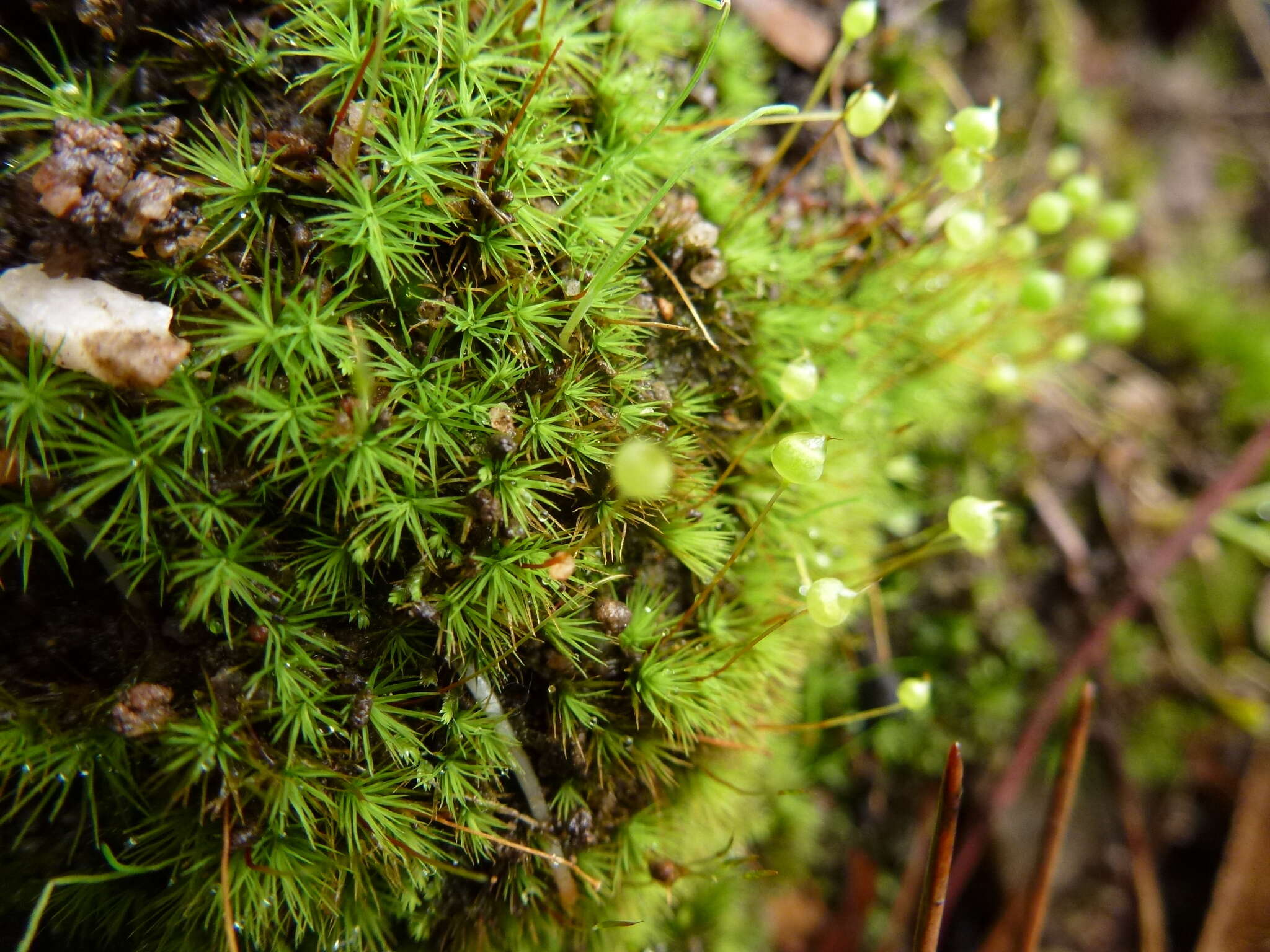 Image of Bartramia nothostricta Catcheside 1987