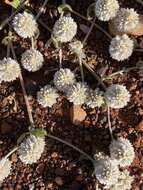 Image of Ptilotus roei (Benth.) F. Müll.