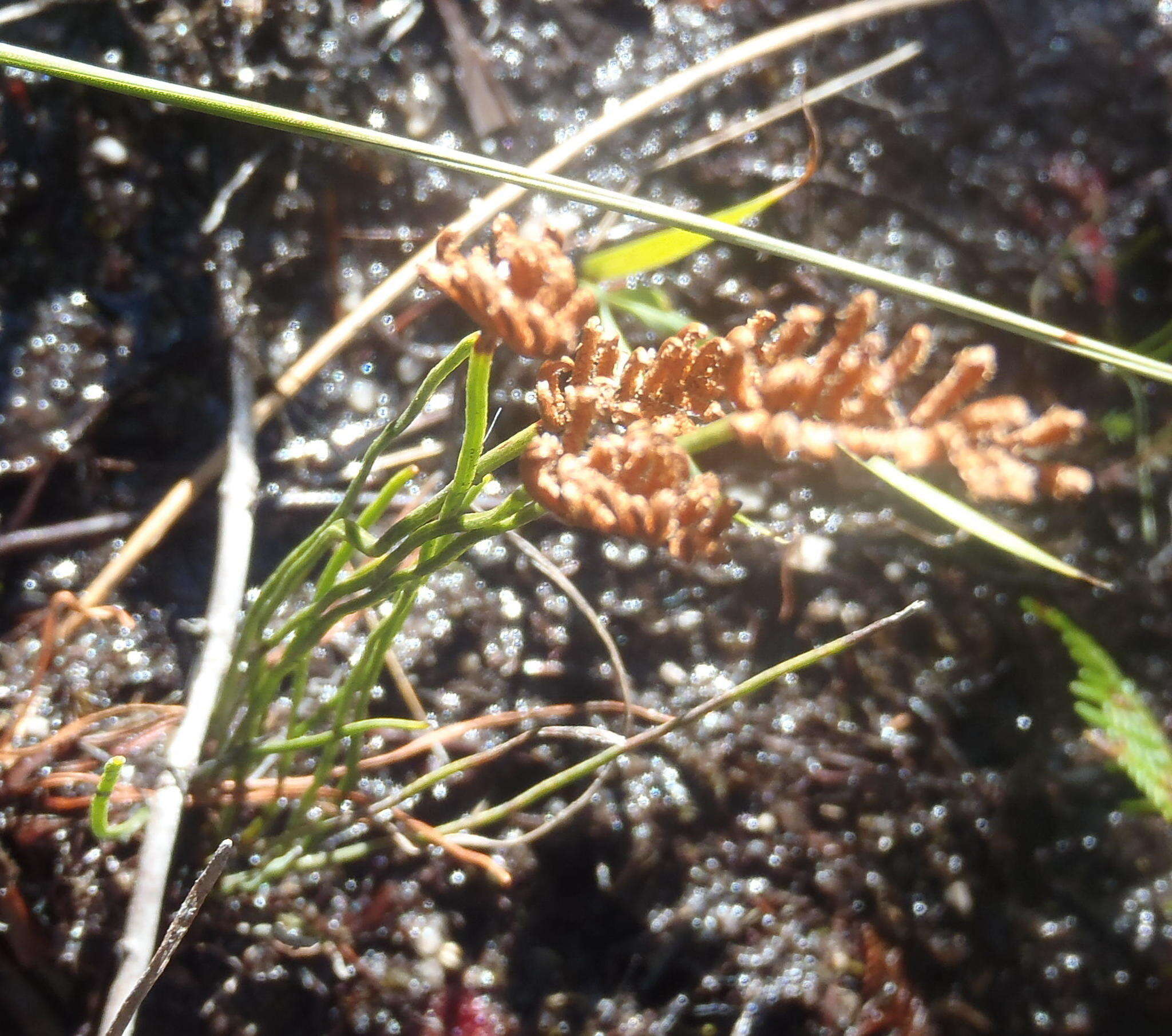 Imagem de Schizaea pectinata (L.) Sw.