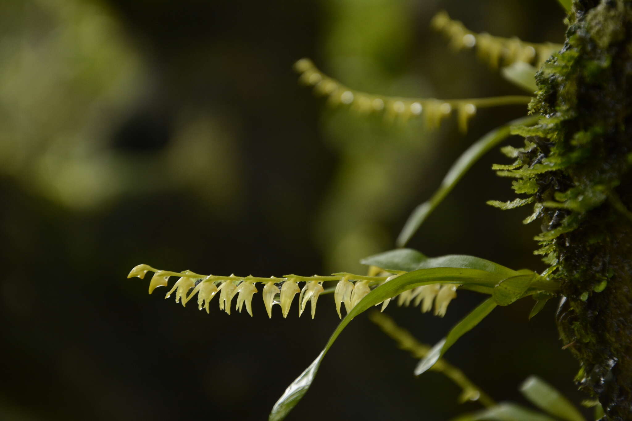 Image of Porpax filiformis