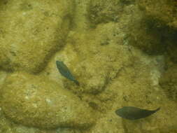 Image of Ambon Pufferfish