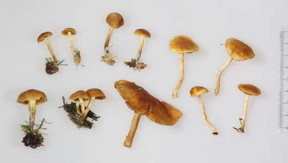 Image of Gymnopilus penetrans (Fr.) Murrill 1912