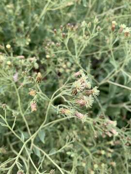 Image de Brickellia floribunda A. Gray