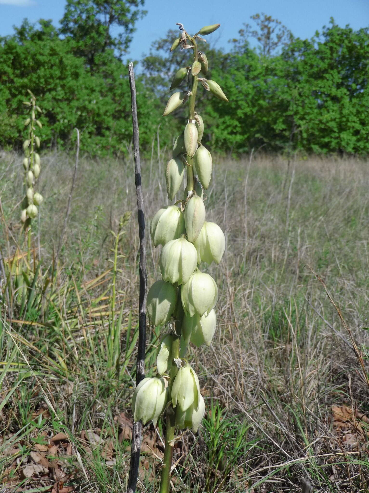 Image of soapweed yucca