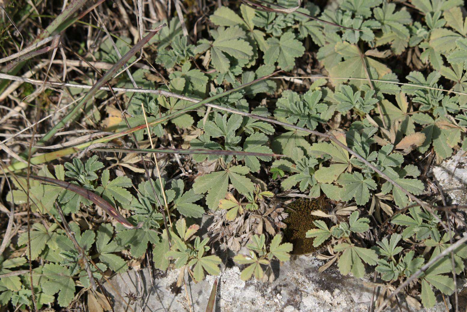 Image of abbotswood potentilla