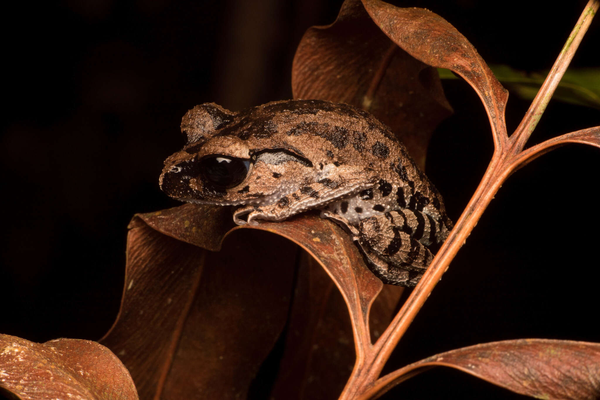 Image of Leptobrachium ingeri Hamidy, Matsui, Nishikawa & Belabut 2012