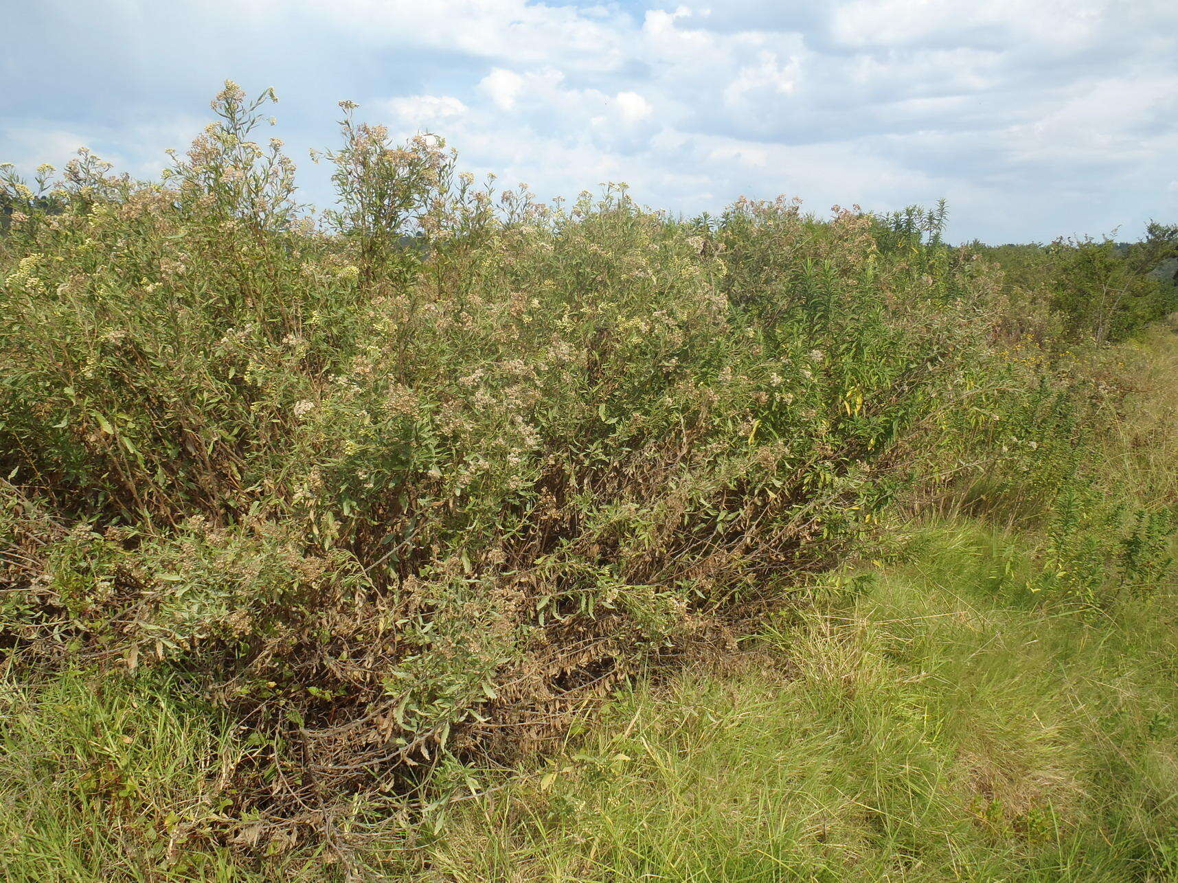 Plancia ëd Nidorella ivifolia (L.) J. C. Manning & Goldblatt