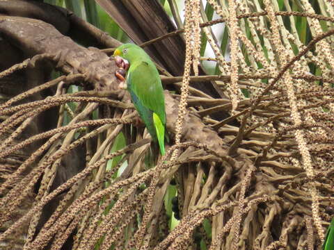 Image of Tui Parakeet