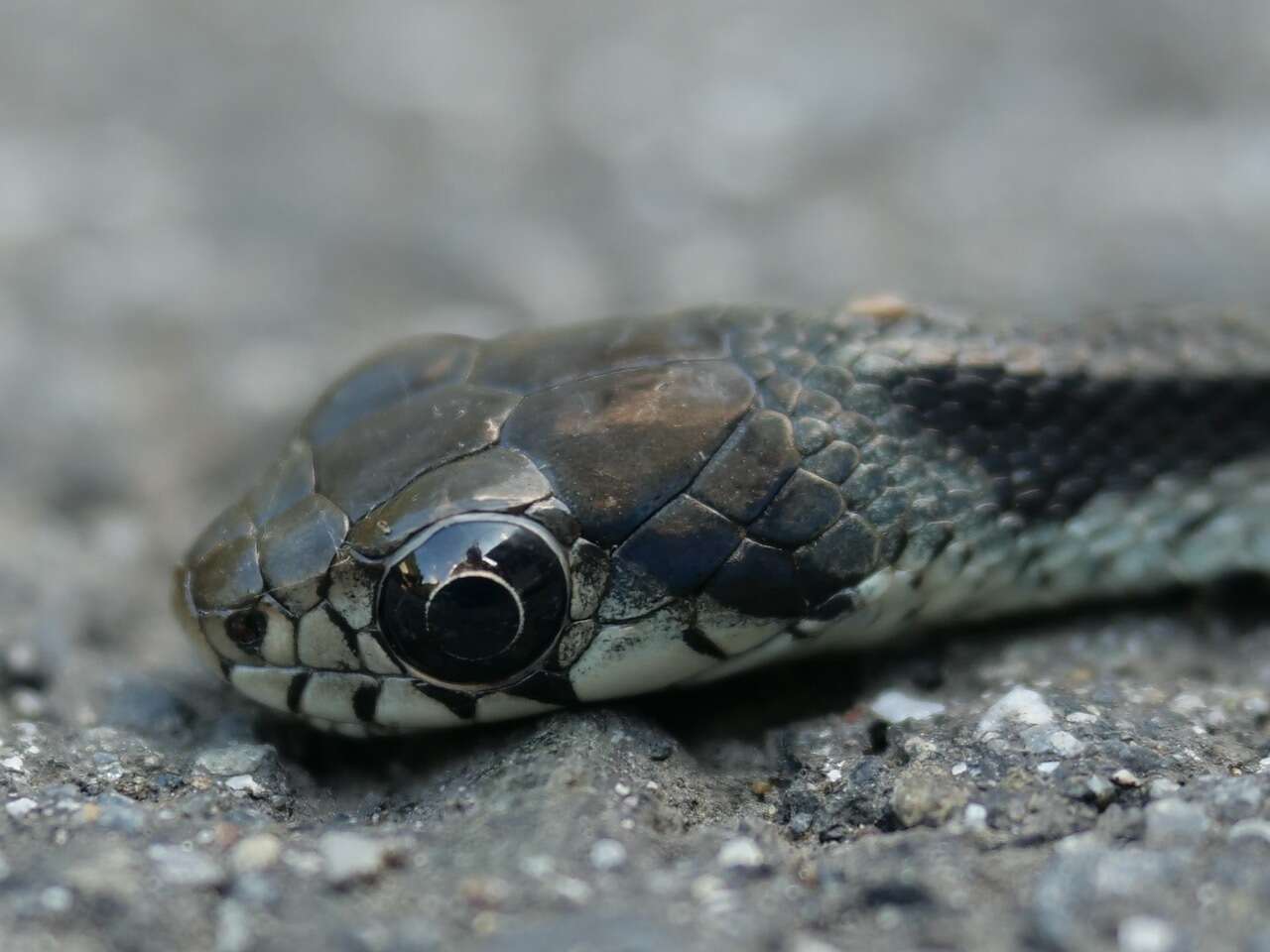 Image of Rhabdophis tigrinus tigrinus (F. Boie 1826)