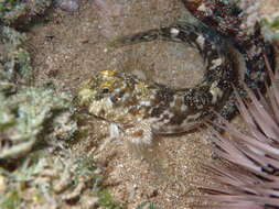 Image of Marbled blenny