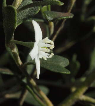 Image of Rhadinothamnus rudis subsp. amblycarpus (F. Müll.) Paul G. Wilson