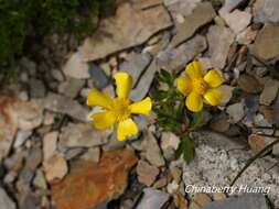 Imagem de Ranunculus formosamontanus Ohwi