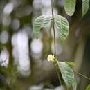 Plancia ëd Odontadenia nitida (M. Vahl) Müll. Arg.